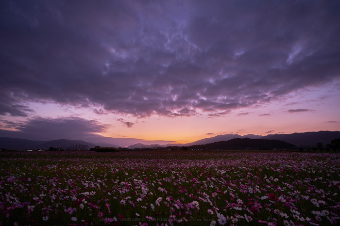 タムロン 17-28mm F/2.8 Di III RXD model A046 ／ 奈良 藤原宮跡の